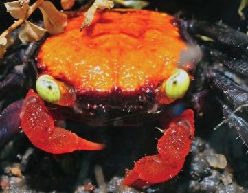 Kekayaan Laut Indonesia